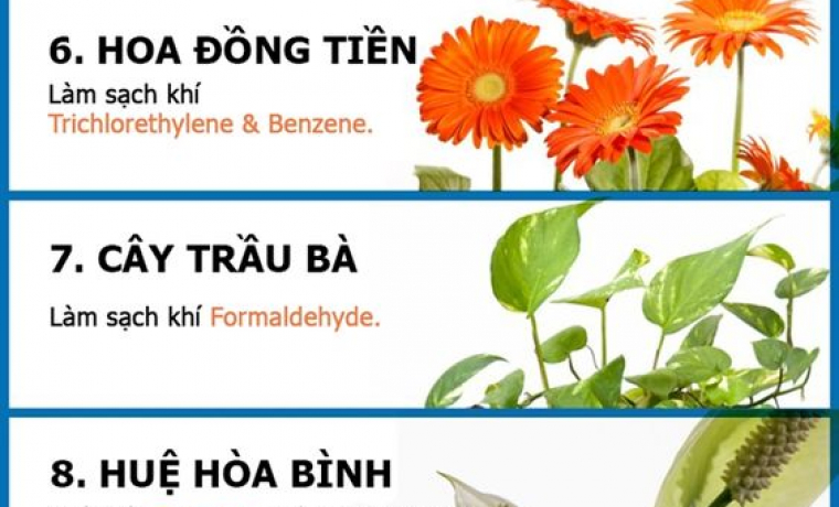 12 Loại Cây Trong Nhà Thanh Lọc Không Khí 