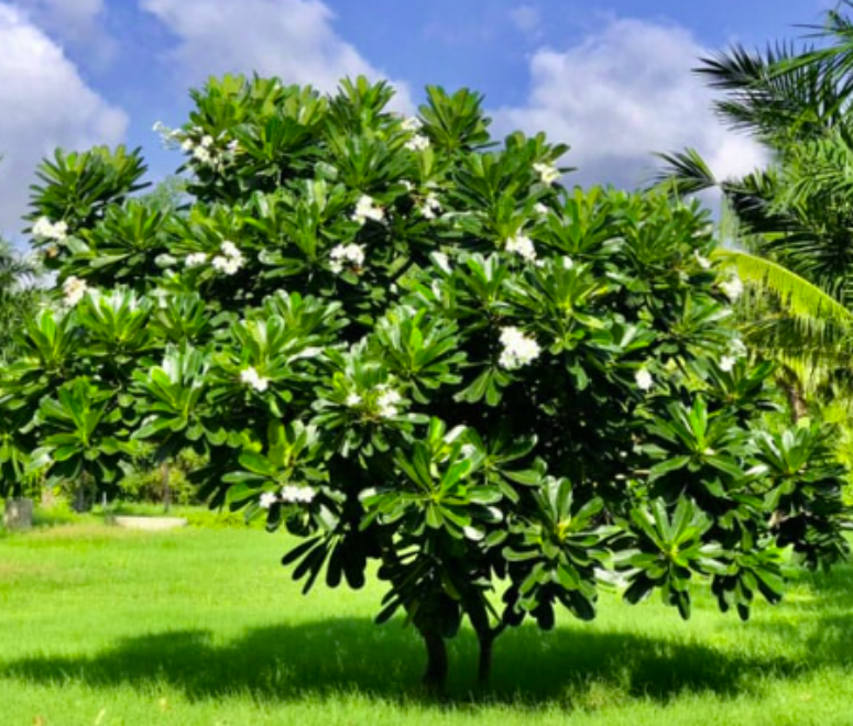 Cây Sứ Đại