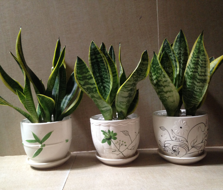 Cây lưỡi hổ (snake plant)