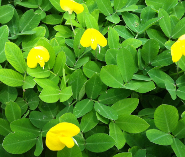 Cỏ đậu