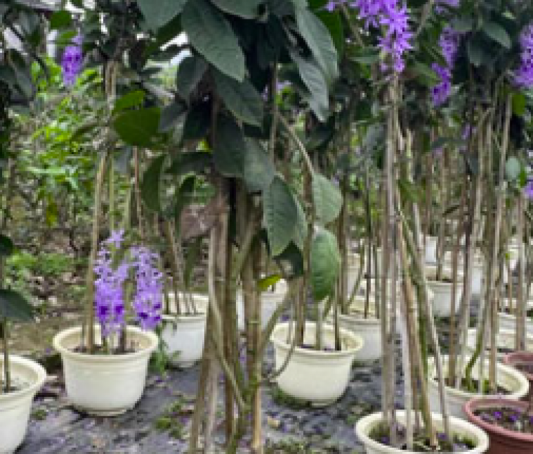 Cây mai hoa xanh