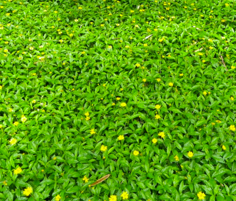 Cỏ xuyến chi