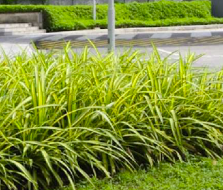 Dứa Vạn Phát