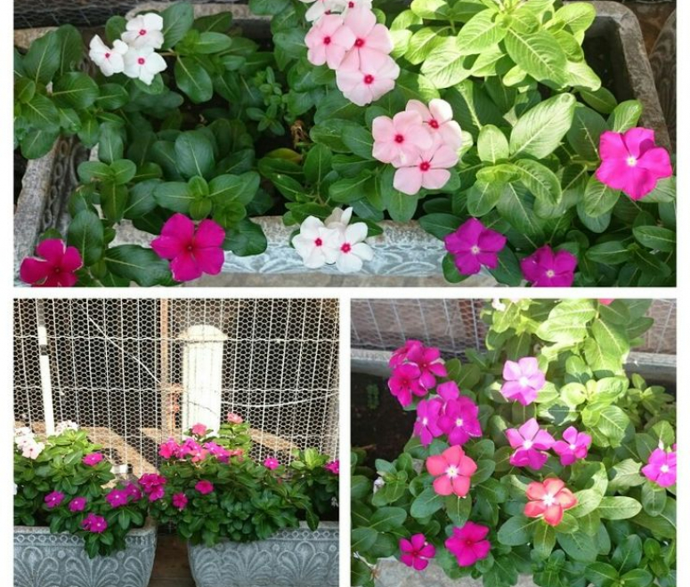 Hoa dừa cạn