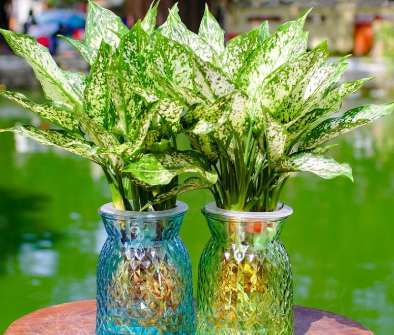 Cây Ngọc Ngân