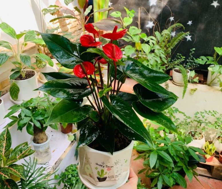 Cây hồng môn