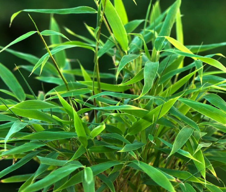 Cây trúc nhật