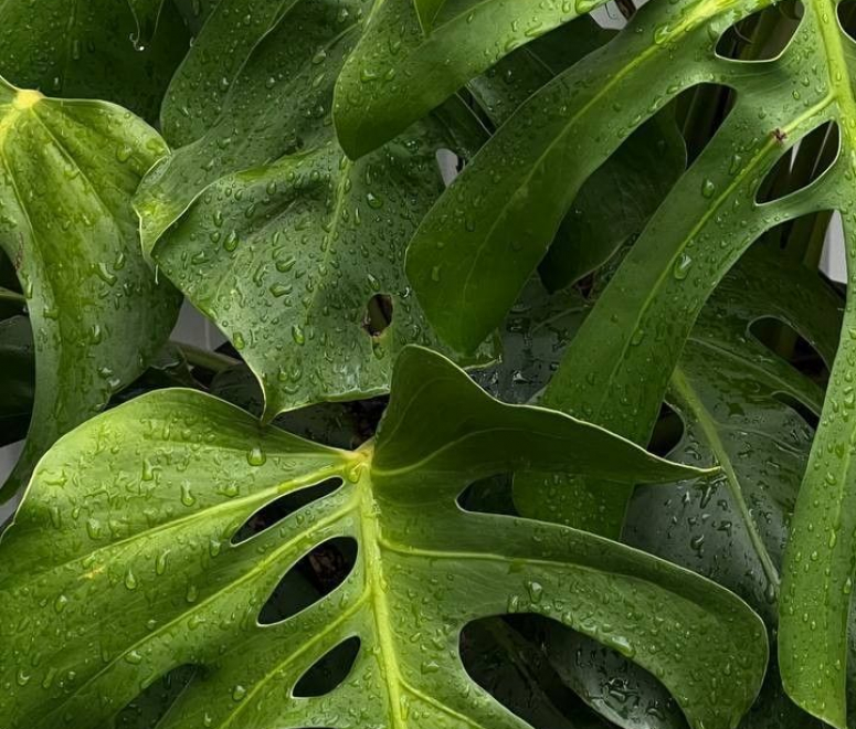 Cây trầu bà nam mỹ