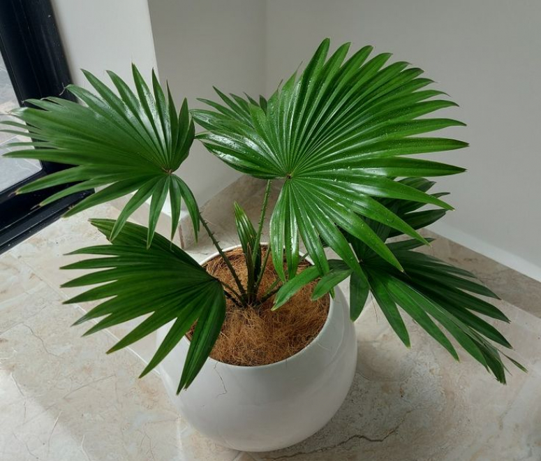 Cây cọ ta