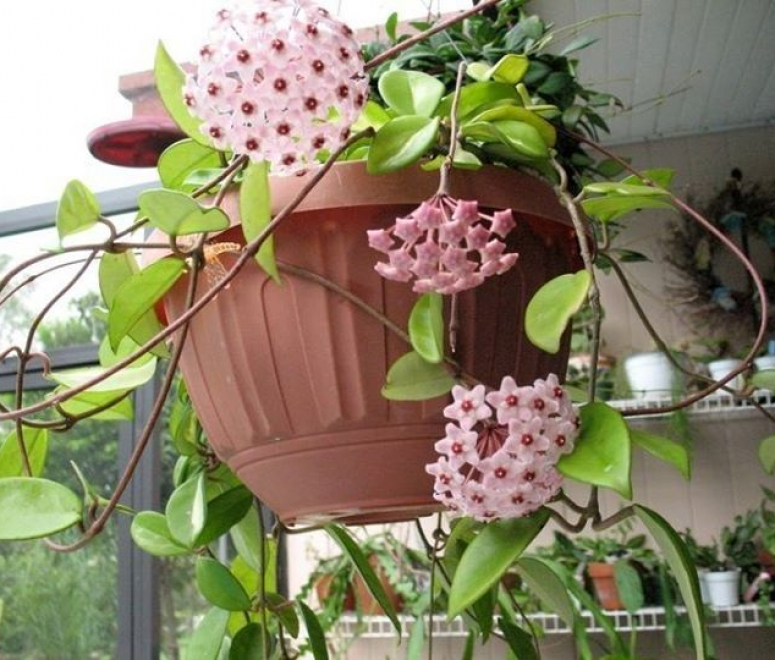 Cây lan cẩm cù