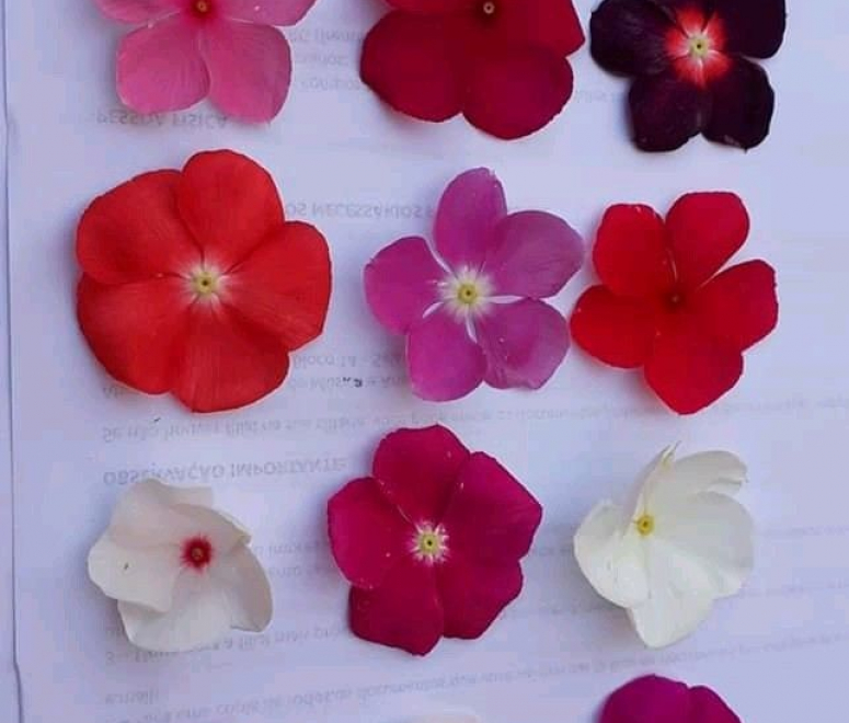 Hoa dừa cạn