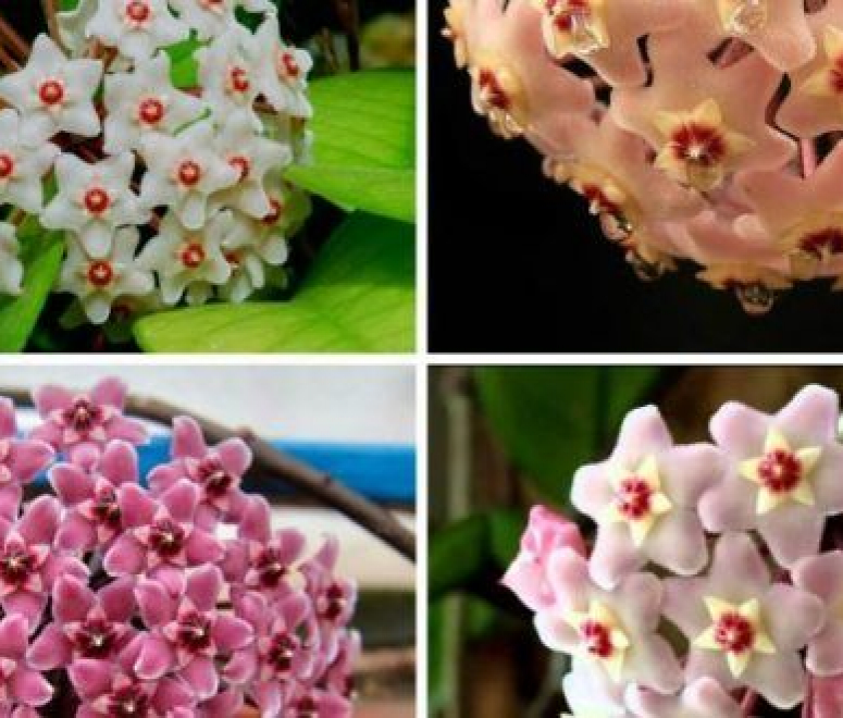 Cây lan cẩm cù