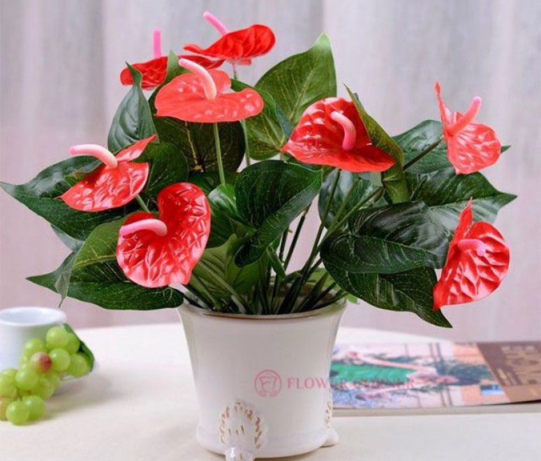Cây hồng môn