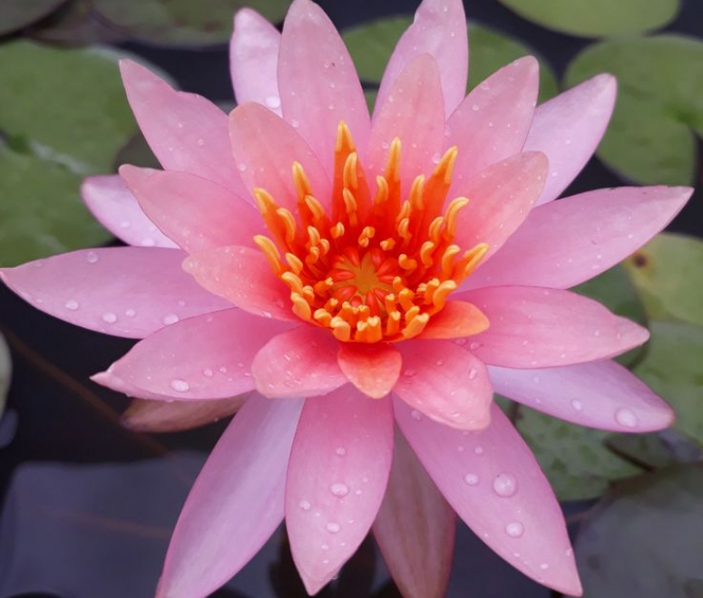 Súng việt