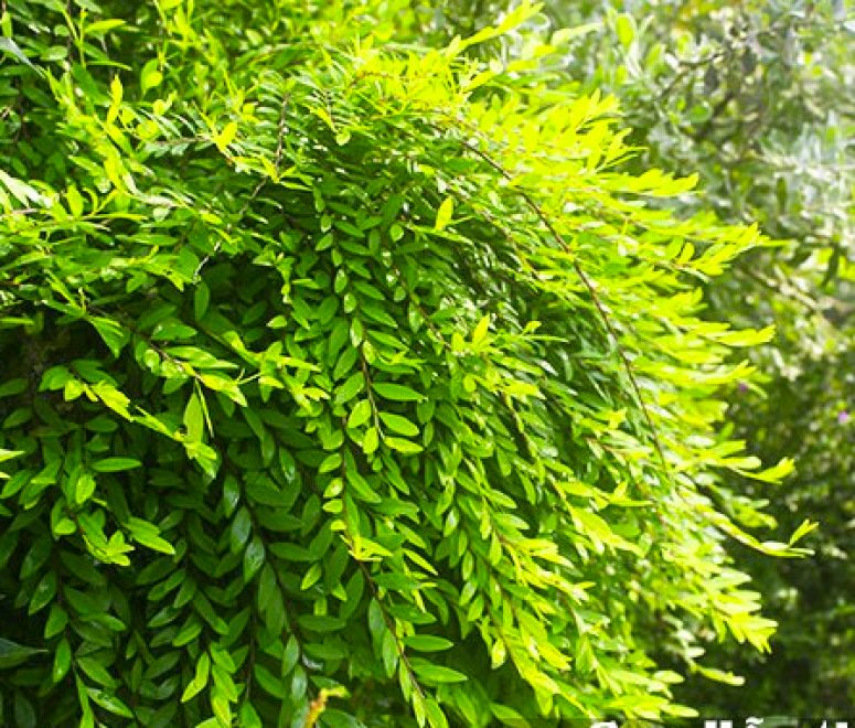 Cây Sơn liễu thái