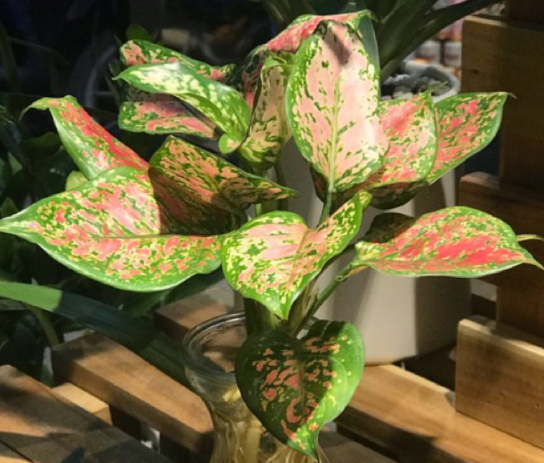 Cây vạn lộc