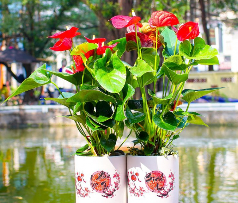 Cây hồng môn