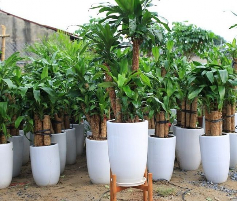 Cây thiết mộc lan