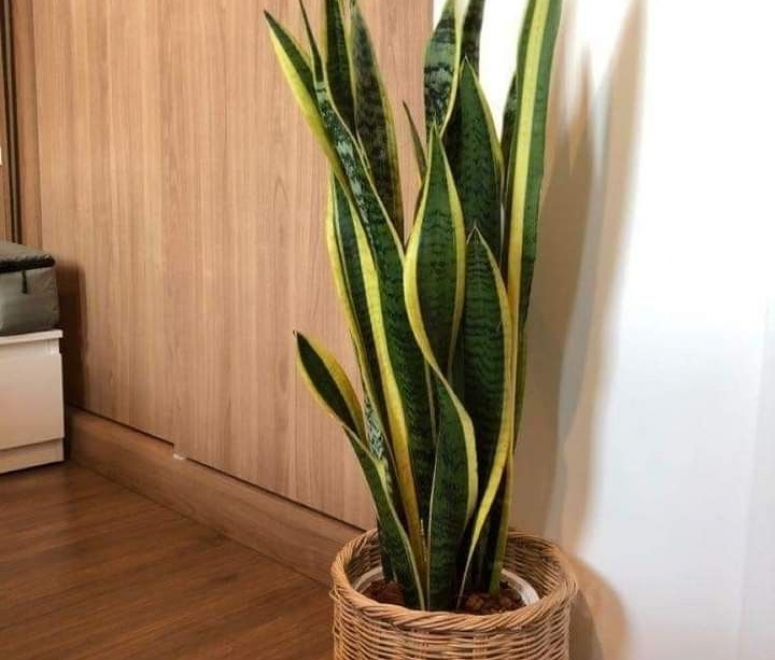 Cây lưỡi hổ (snake plant)