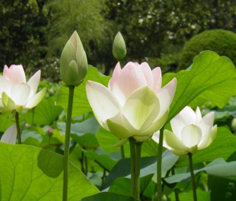 Sen trắng