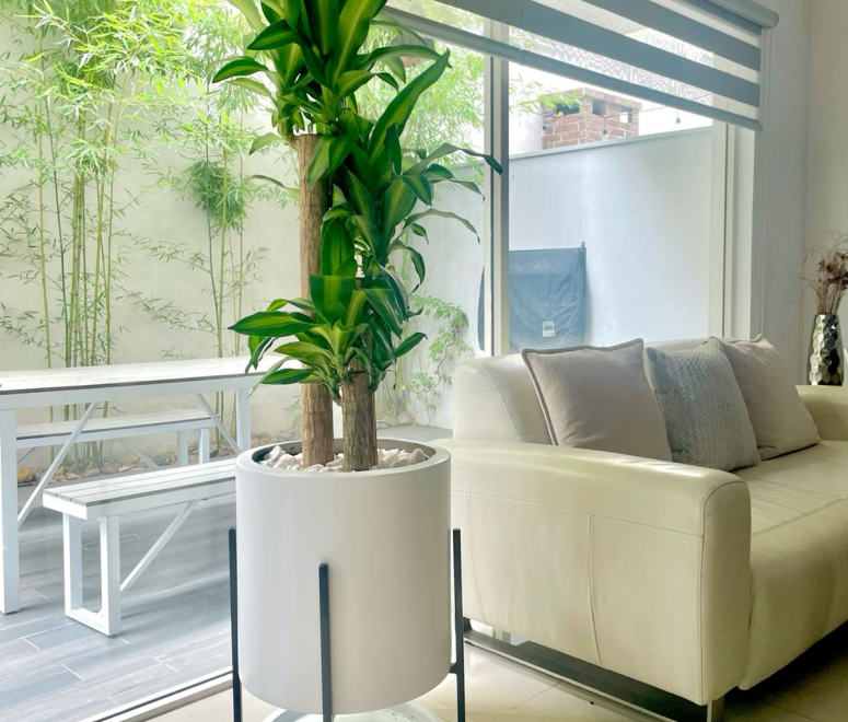 Cây thiết mộc lan