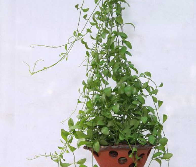 Cây lan hạt dưa