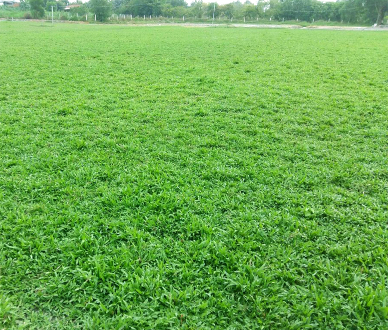 Cỏ lá gừng