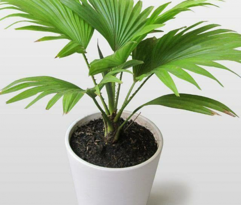 Cây cọ ta