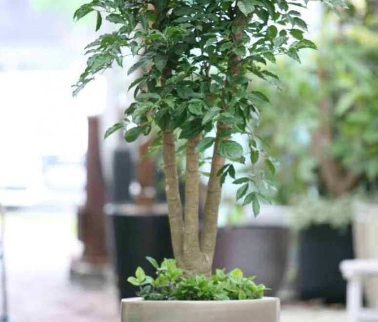 Cây hạnh phúc