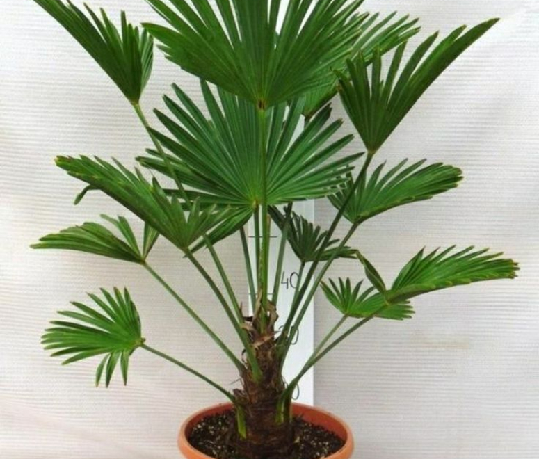 Cây cọ ta