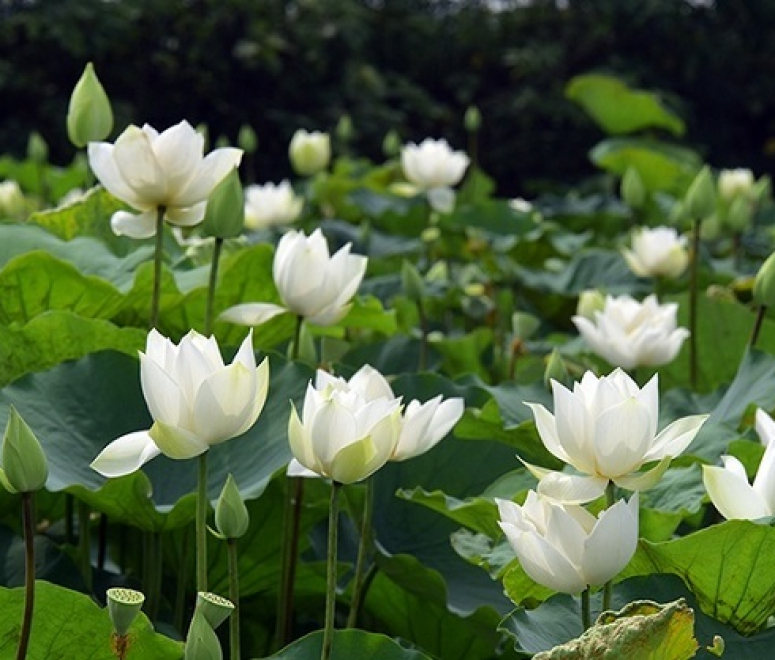 Sen trắng