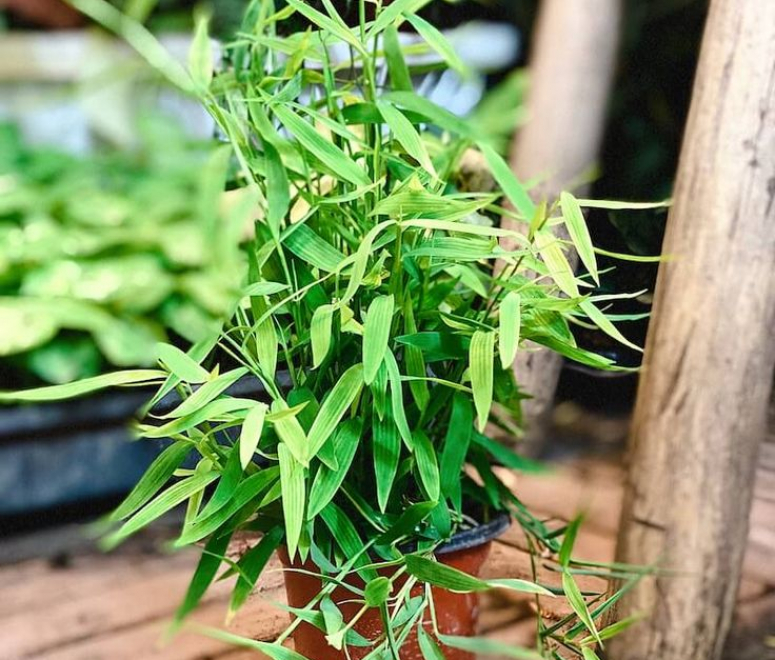Cây trúc nhật