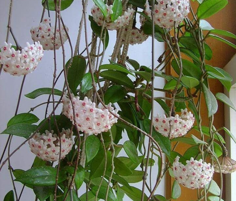 Cây lan cẩm cù