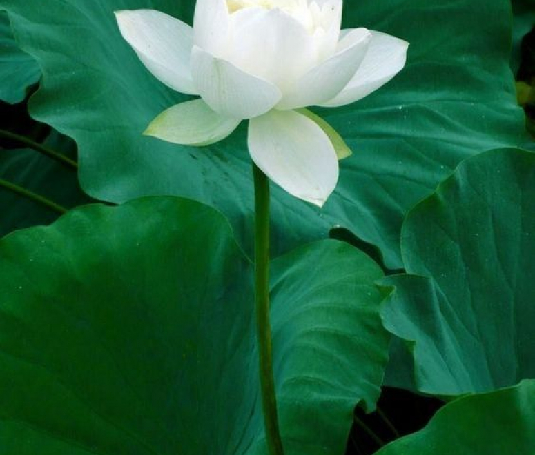 Sen trắng
