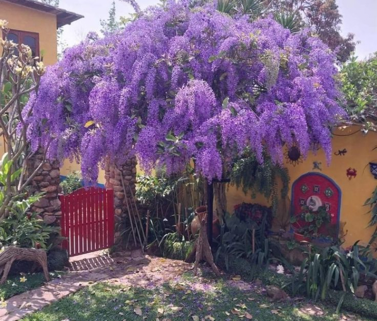 Cây mai hoa xanh