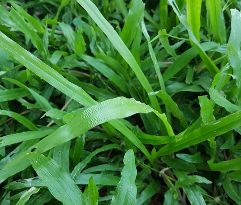 Cỏ lá gừng