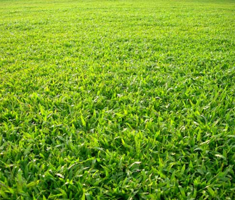 Cỏ lá gừng