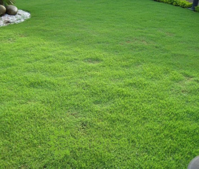 Cỏ nhung nhật